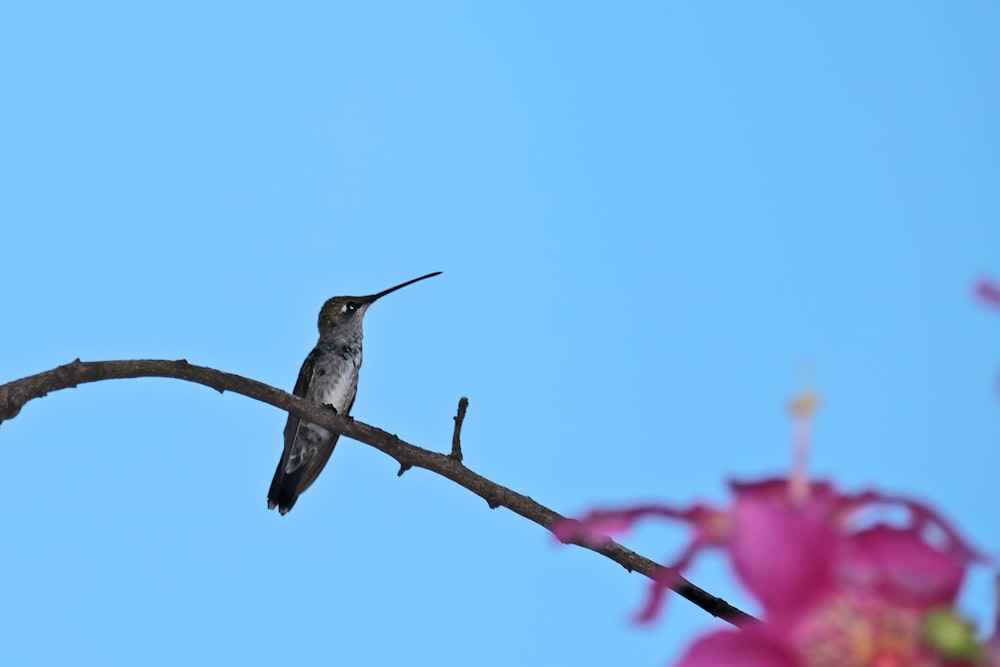 black and white humming bird flying during daytime