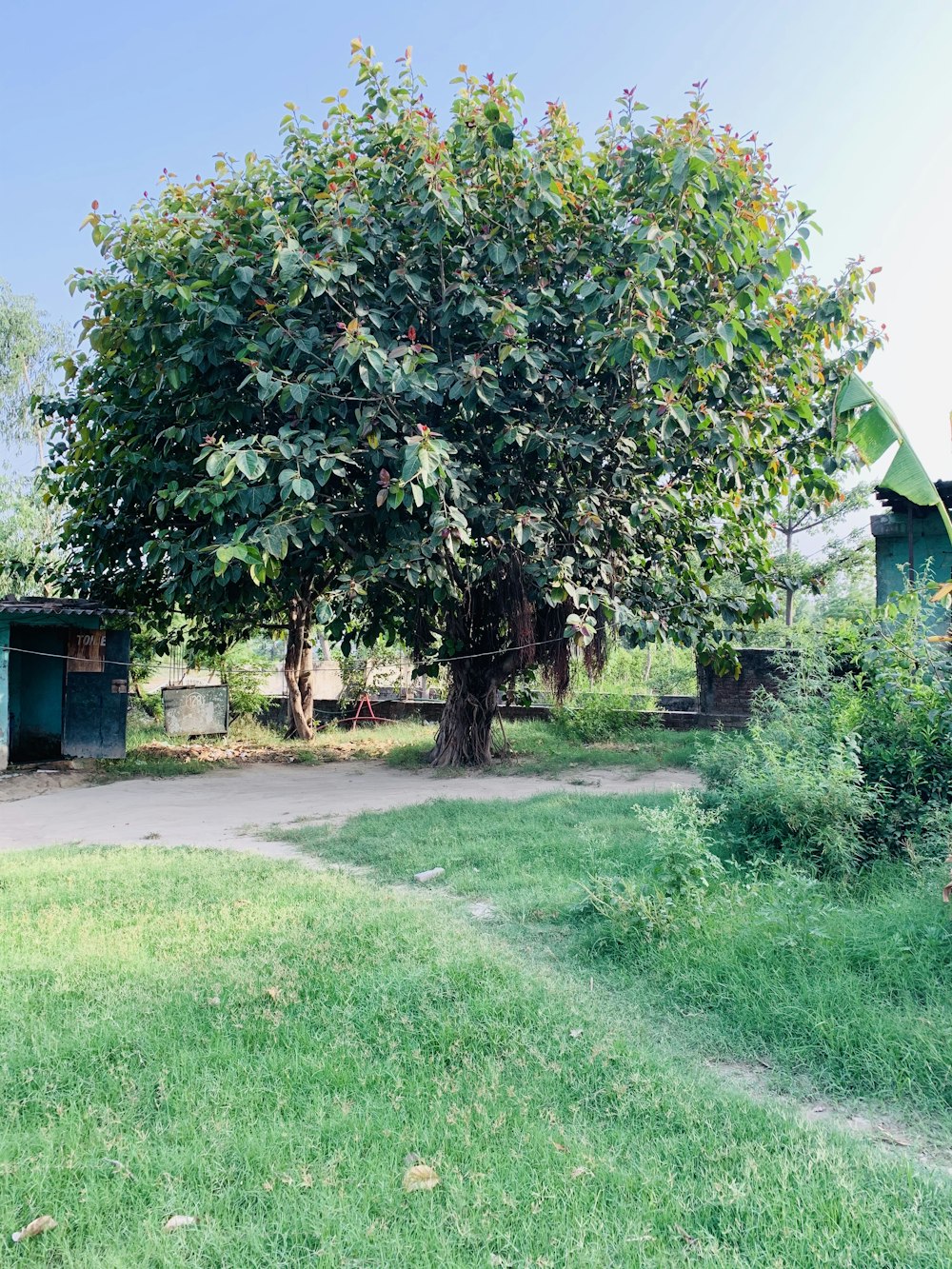 green tree on green grass field