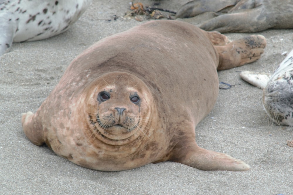 seal lying on gray sand during daytime