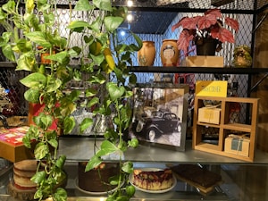 A display shelf with a variety of items including trailing green plants, potted red-leafed plants, decorative pots with designs resembling faces, a framed black and white photograph of a vintage car, boxed items in a wooden open-box frame, and a sign that reads 'CHÁ DE COLHER'. There are cakes on the lower shelf, one layered and another topped with berries.