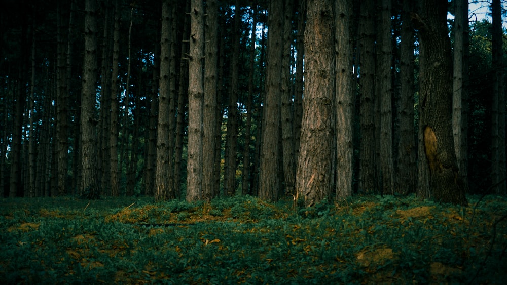 brown trees on green grass field