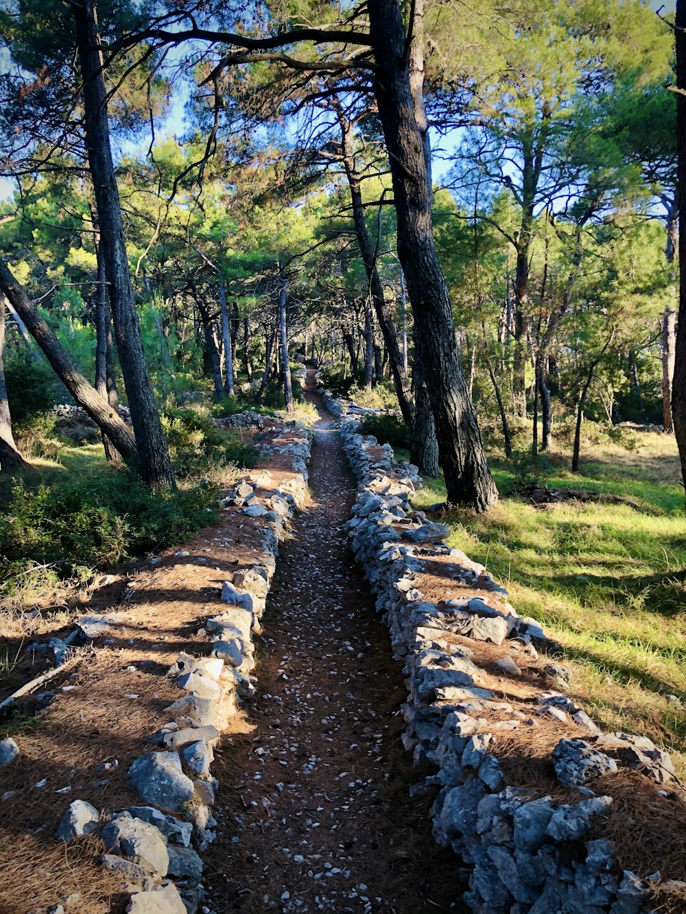 caminho marrom entre grama verde e árvores durante o dia