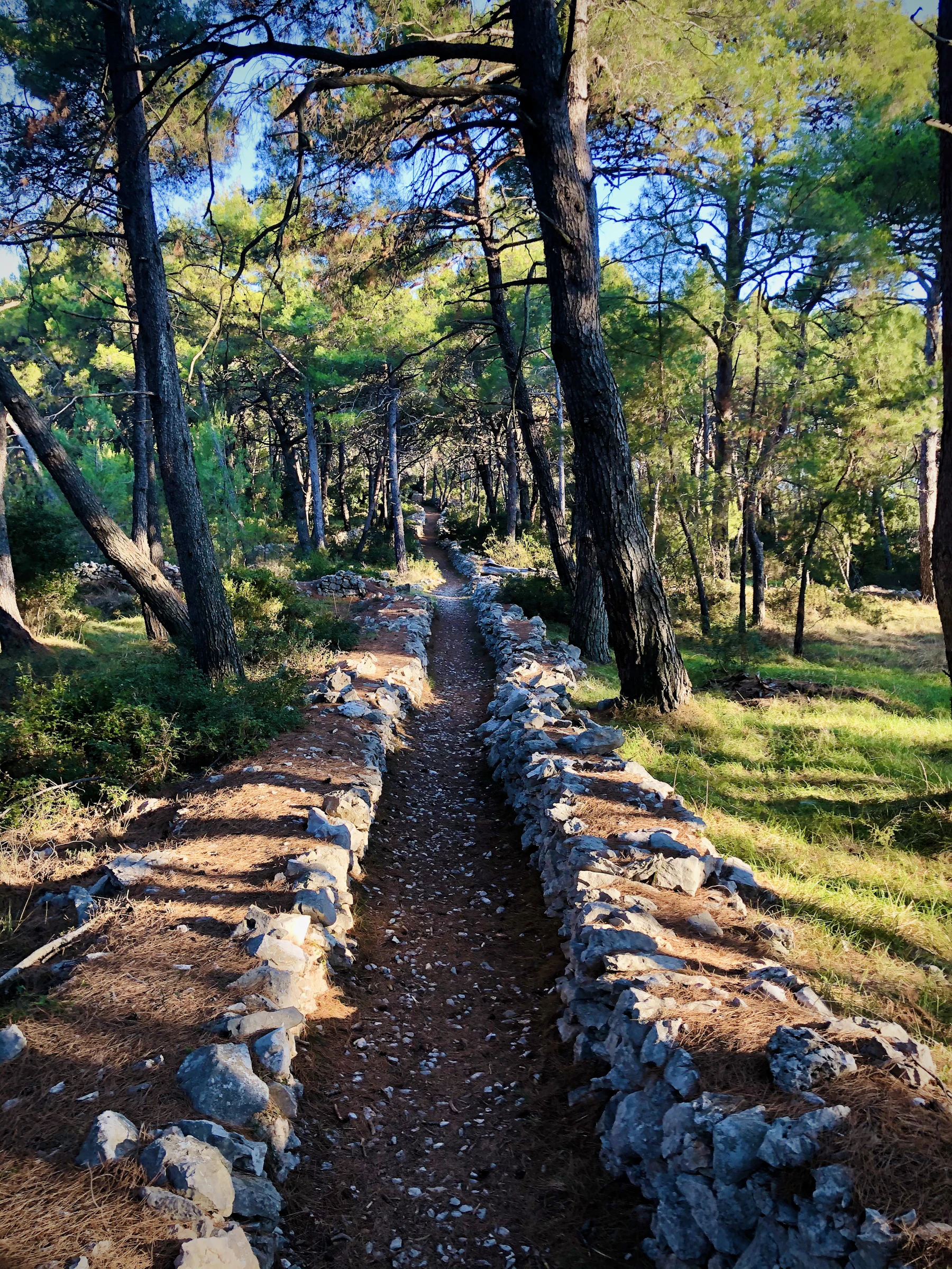 Smeđi put između zelene trave i drveća