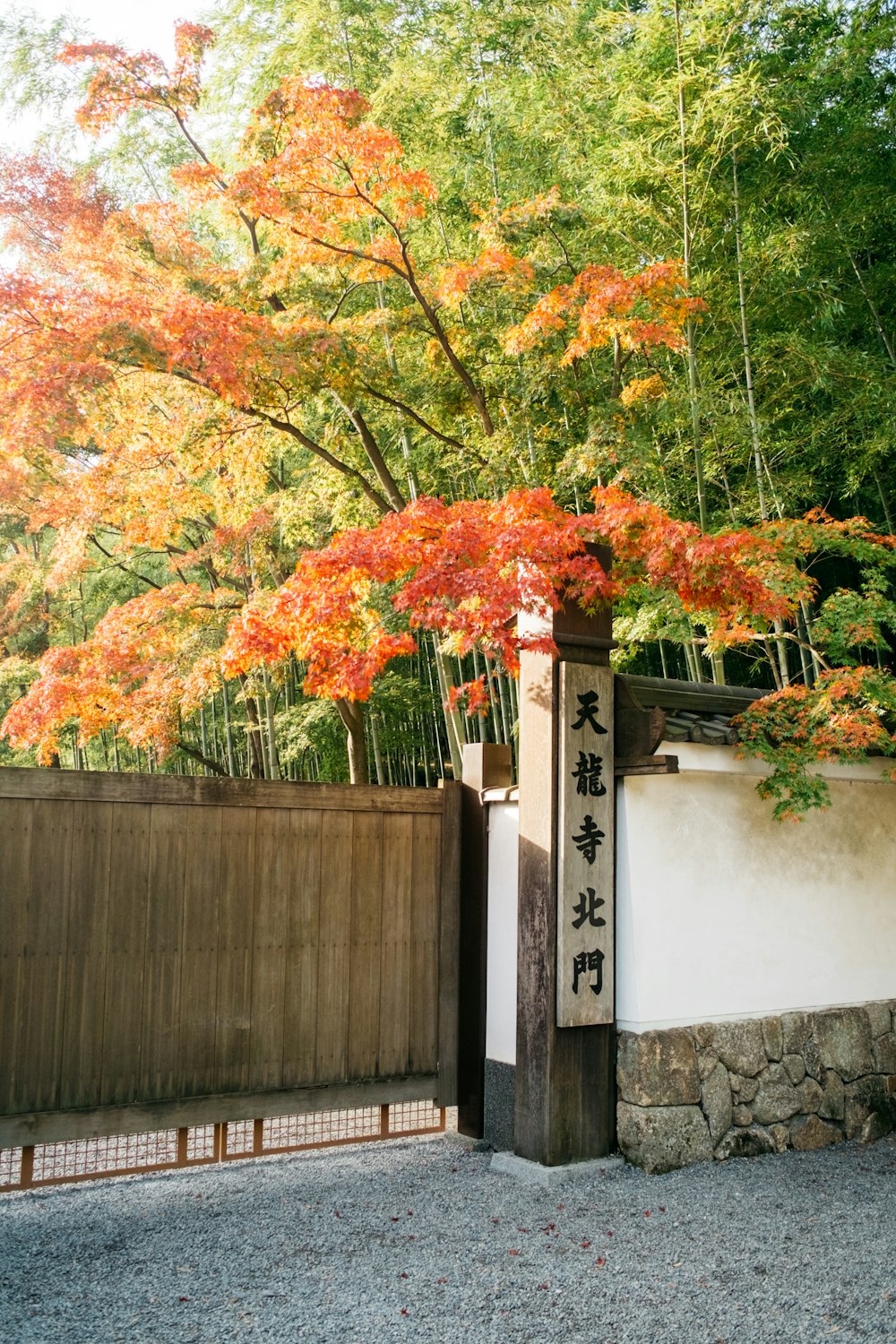 yellow and red leaf tree near gray concrete wall