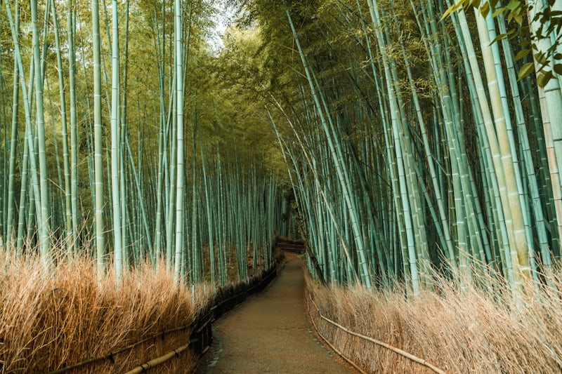 Kyoto bamboo forest