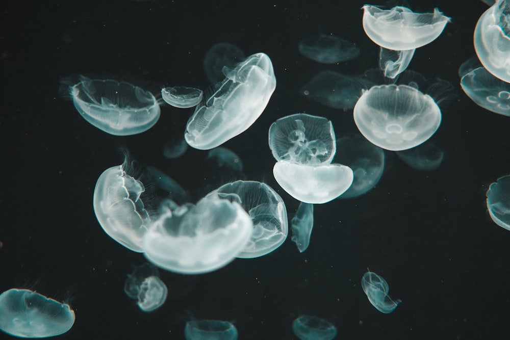 white and black jellyfish on water