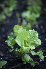 A close-up view of a lettuce plant growing in dark soil. The lettuce leaves are fresh and vibrant green, surrounded by other similar plants out of focus in the background.