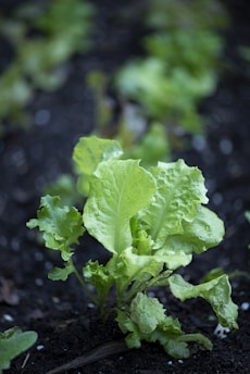 A close-up view of a lettuce plant growing in dark soil. The lettuce leaves are fresh and vibrant green, surrounded by other similar plants out of focus in the background.