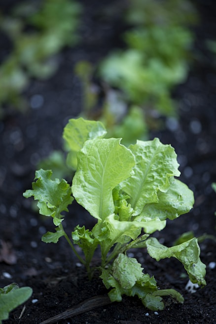 Close-up of a hydroponic system with thriving lettuce.