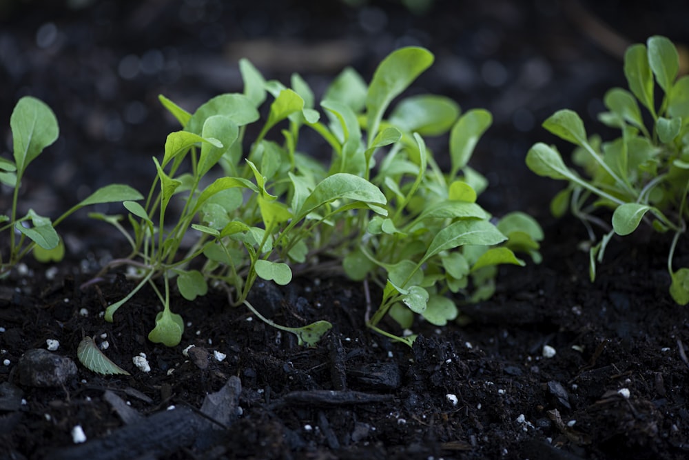 pianta verde su terreno nero