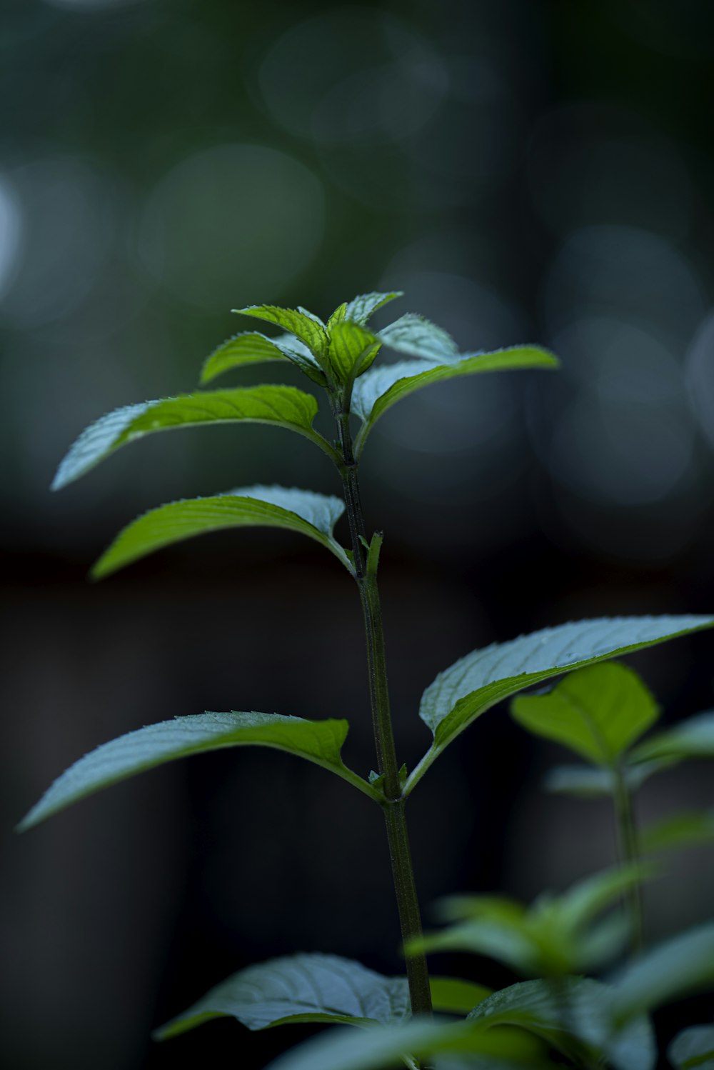 green leaf plant in close up photography