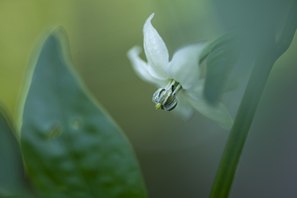 Anillo de plata sobre flor blanca