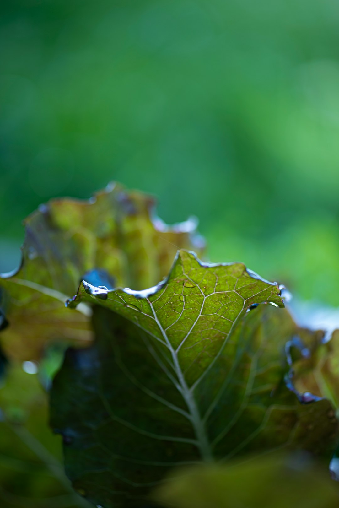 green leaf with water droplets