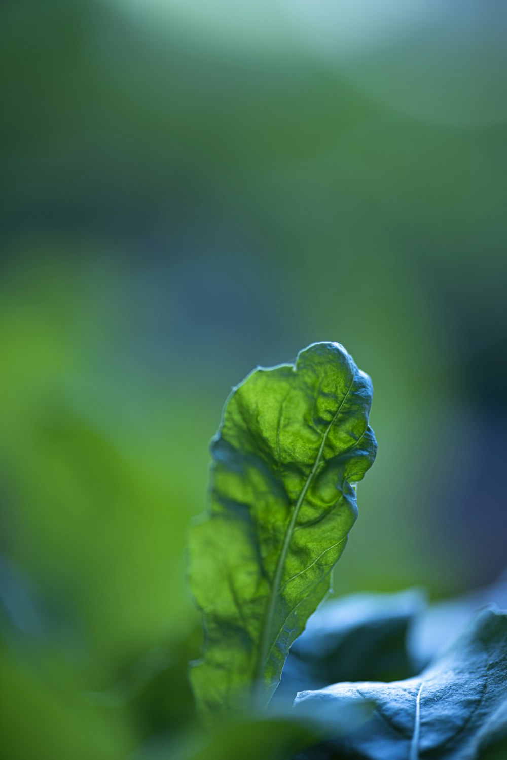 green leaf in tilt shift lens