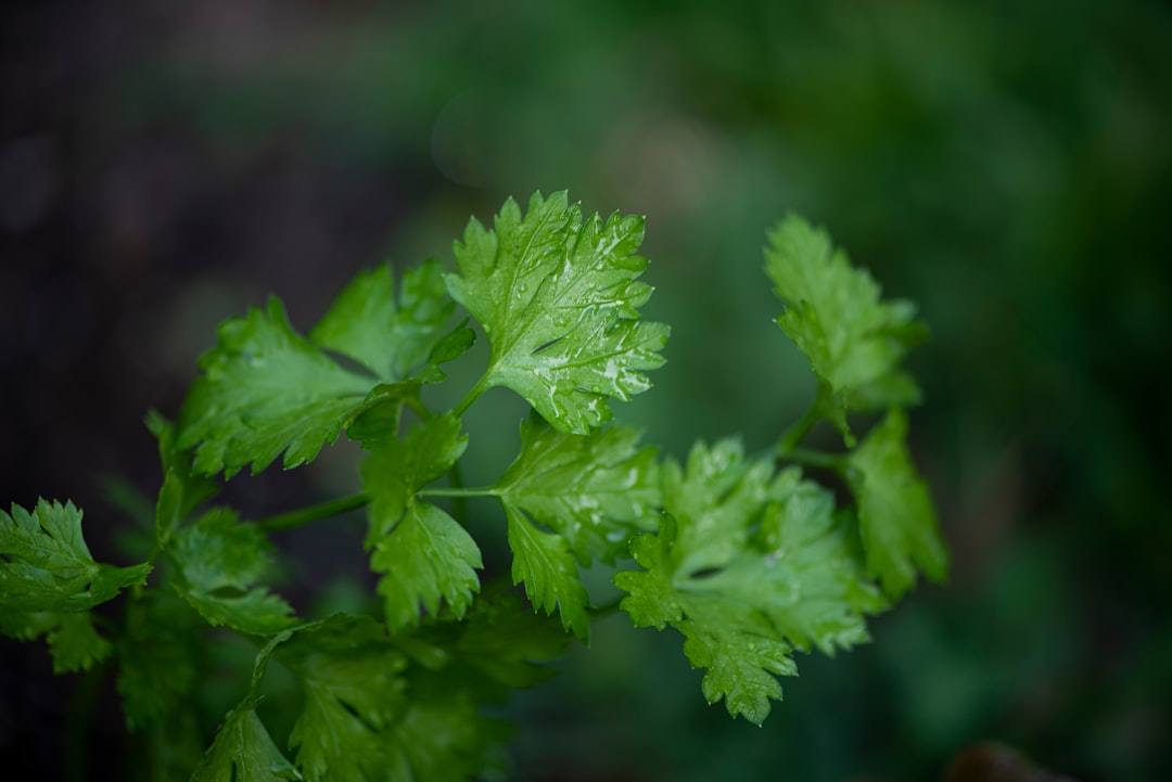 green leaf plant in close up photography