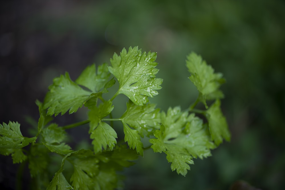 クローズアップ写真の緑の葉の植物