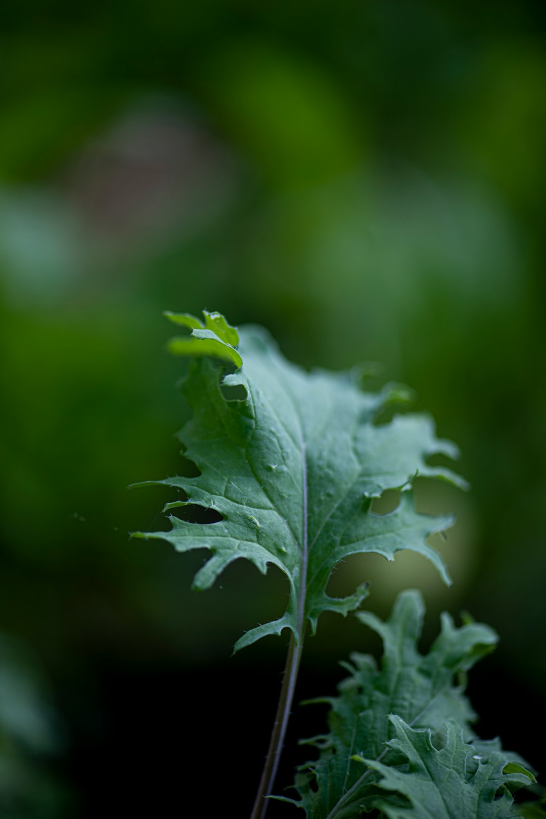 green leaf plant in close up photography