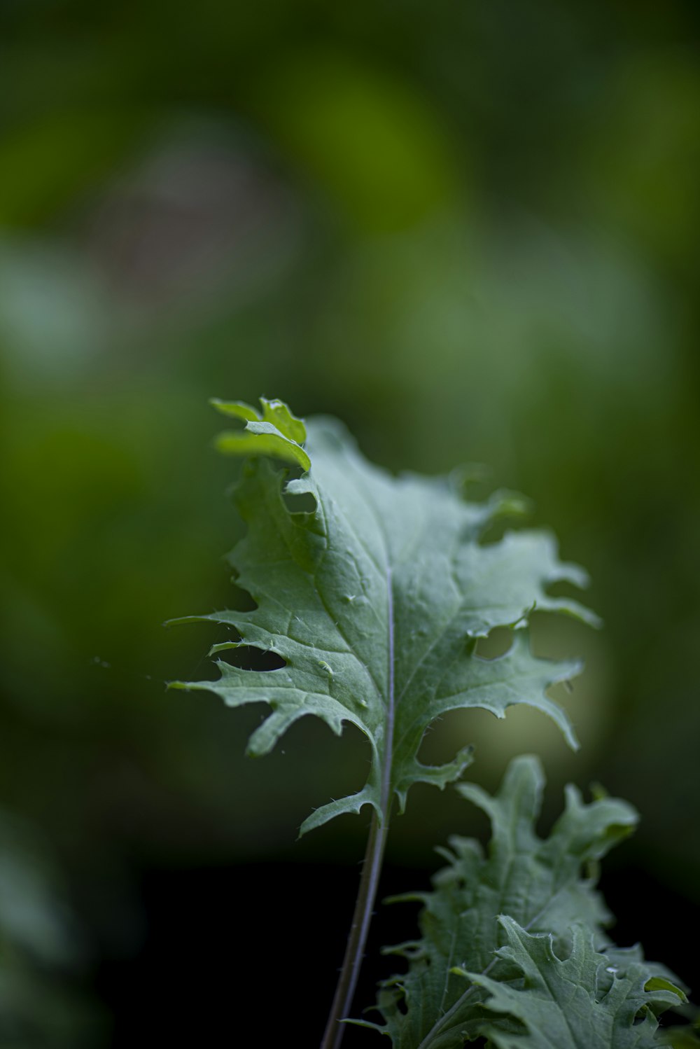 green leaf plant in close up photography