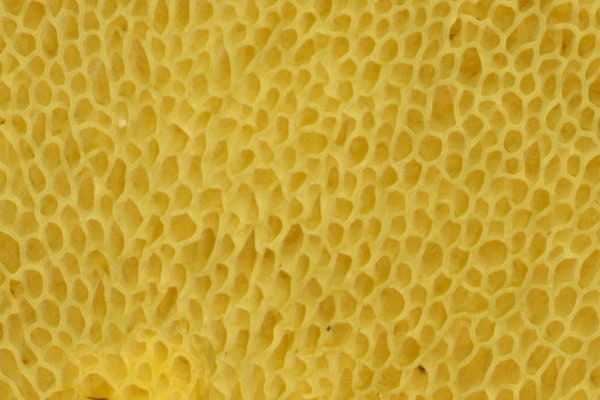 Foam