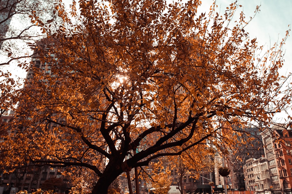 brown trees near white building during daytime