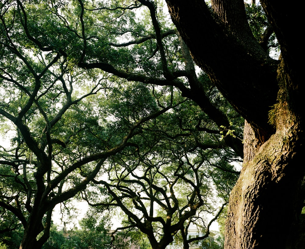 green trees under white sky during daytime