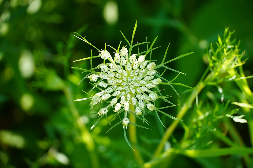 white flower in tilt shift lens