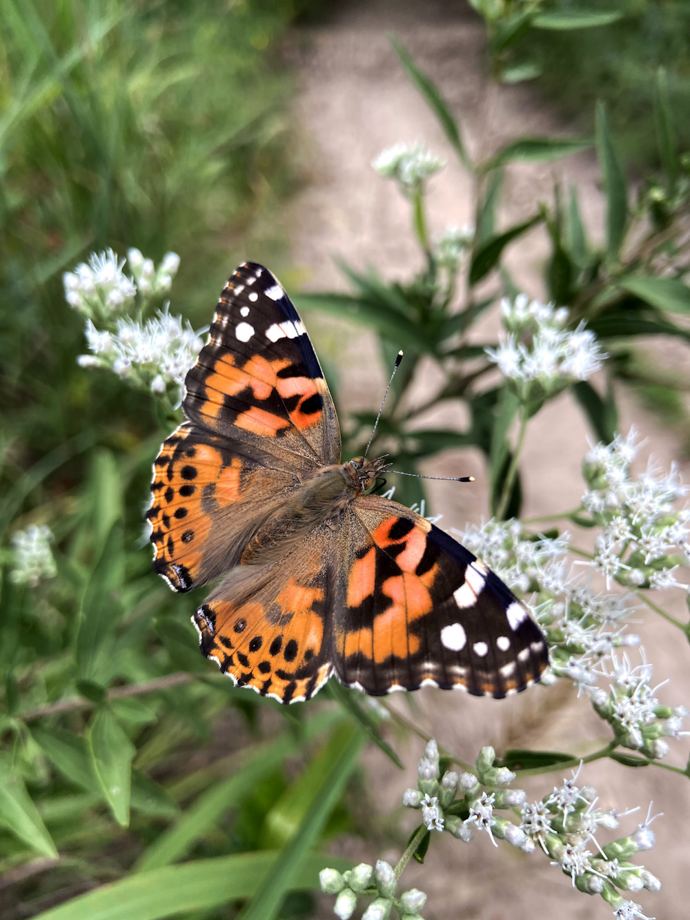 orange black and white butterfly perched on green plant
