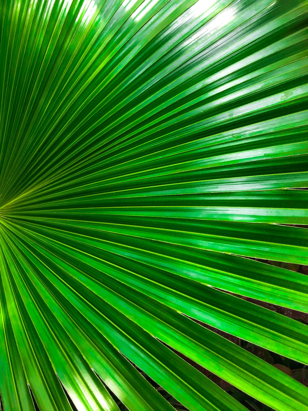 green fan palm plant in close up photography
