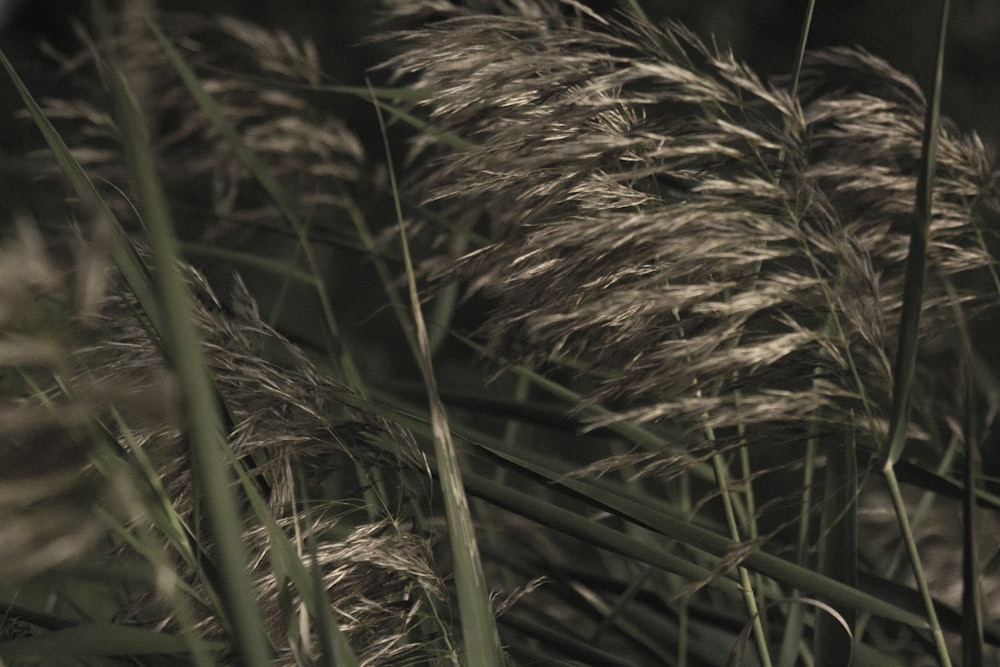 green and brown grass during daytime