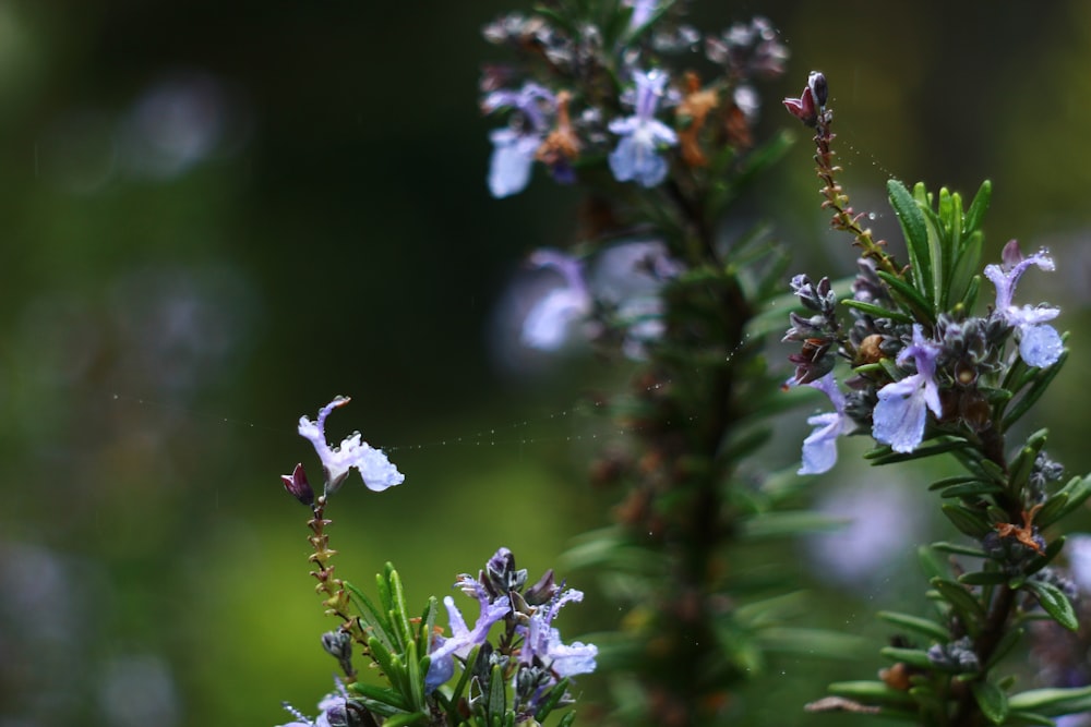 white flowers in tilt shift lens