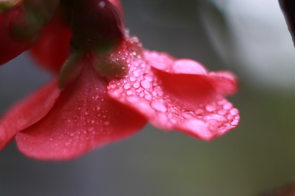 pink flower in macro shot