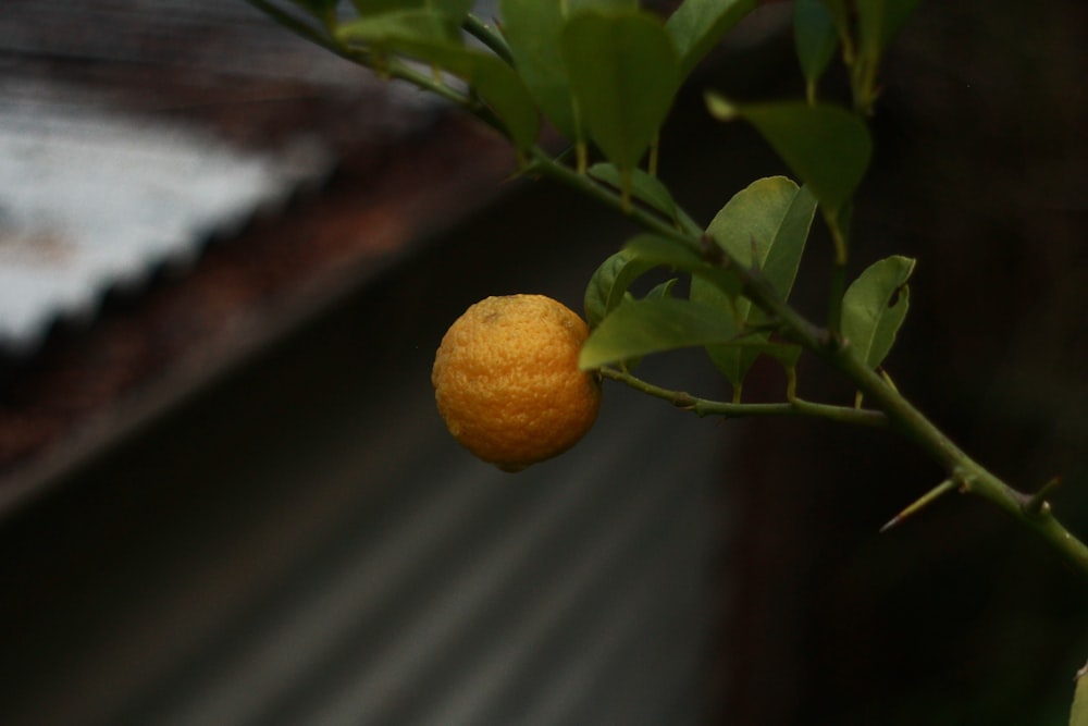 orange fruit on brown tree branch