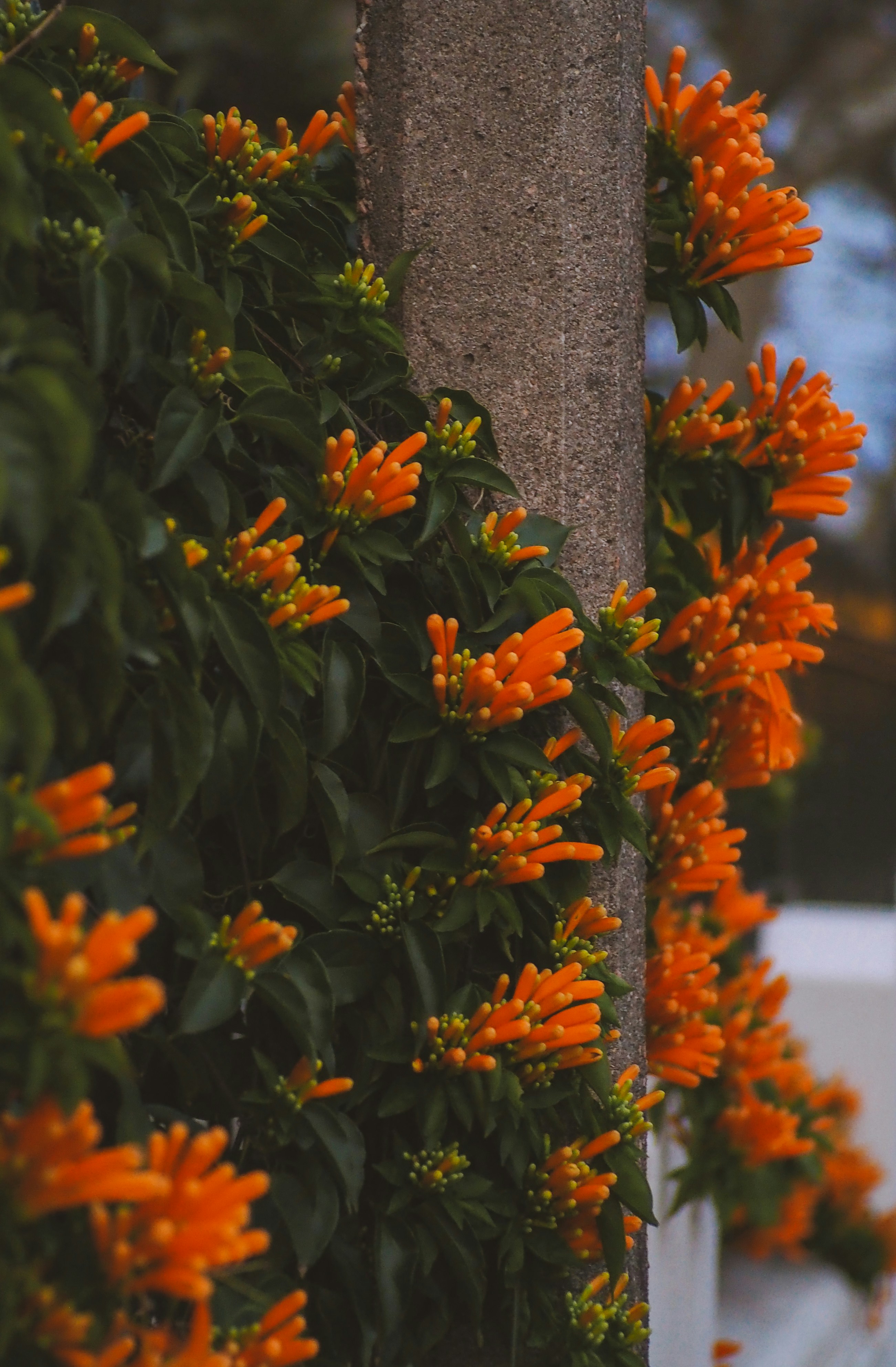 灰色の木の幹にオレンジ色の花の写真 Unsplashで見つけるウルグアイの無料写真