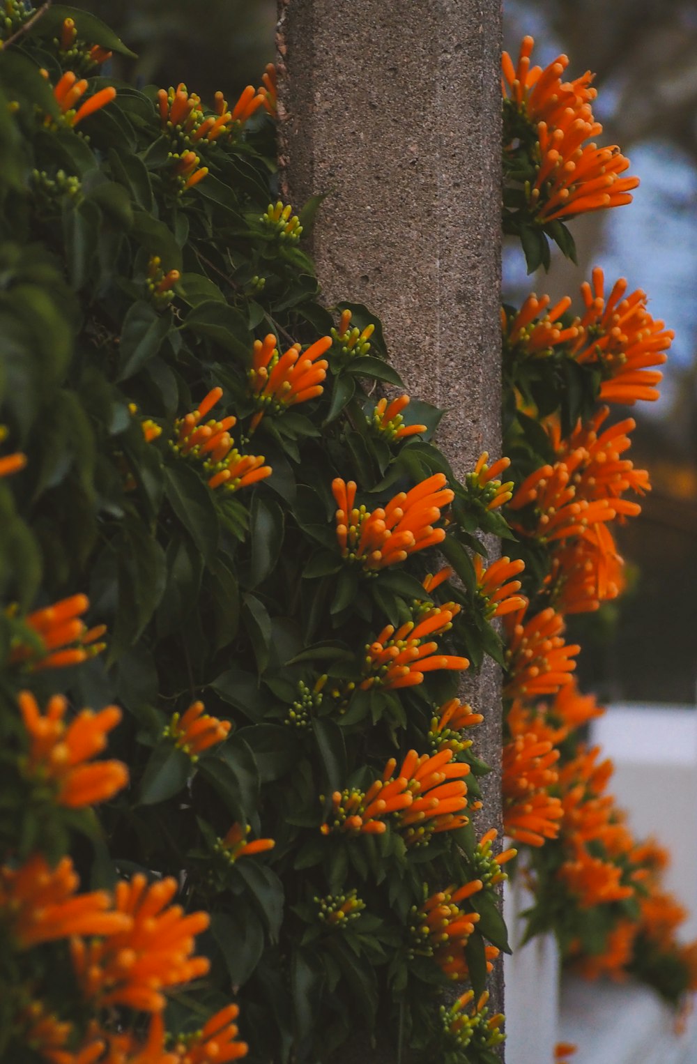 회색 나무 줄기에 오렌지 꽃
