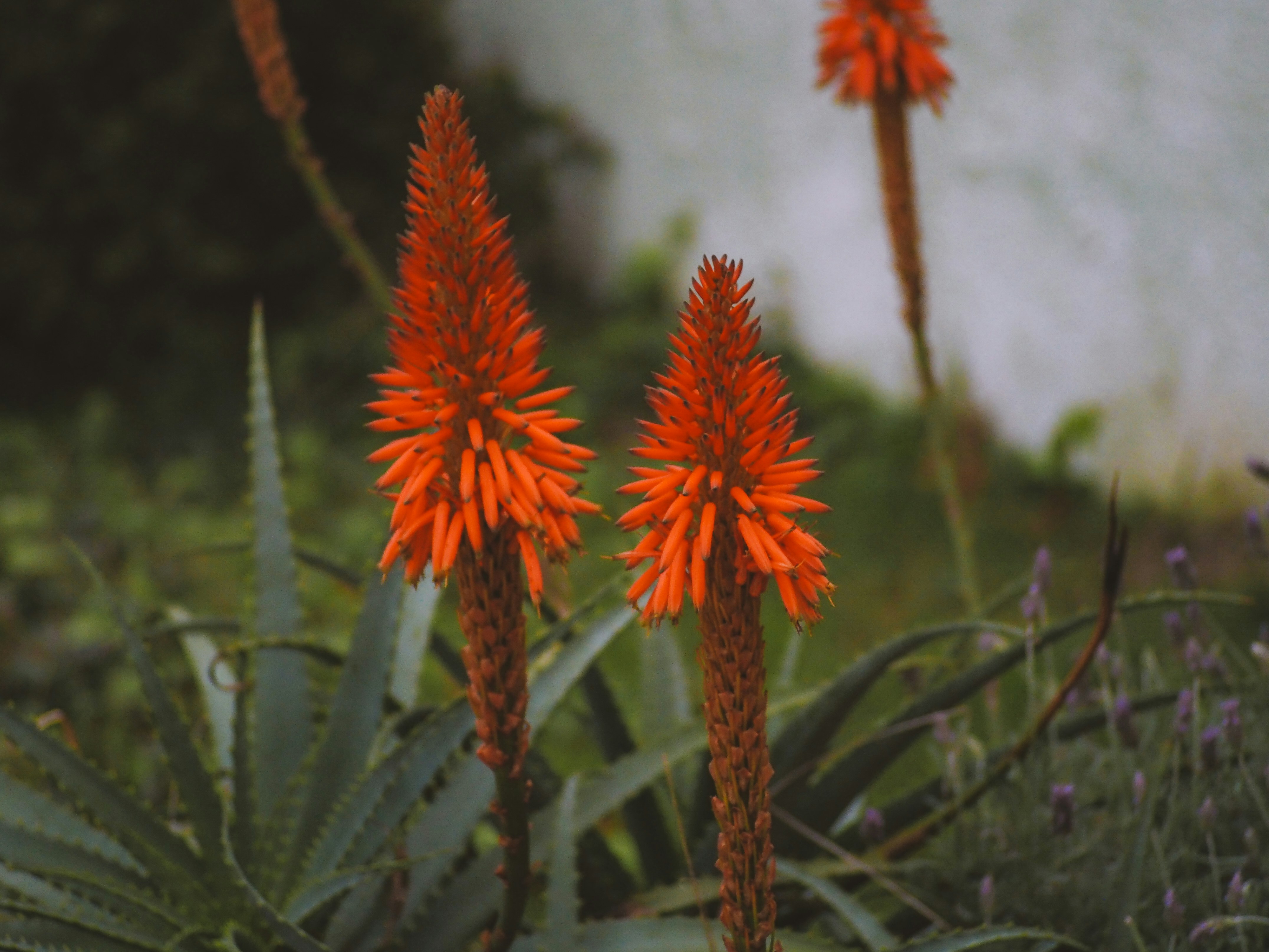 Nature produces the most astoundingly beautiful images: the swirling lava of a volcano, palm trees against a blue sky, snow-capped mountains towering above. Unsplash has magnificent , high-quality photos of all the delights that nature has to offer.