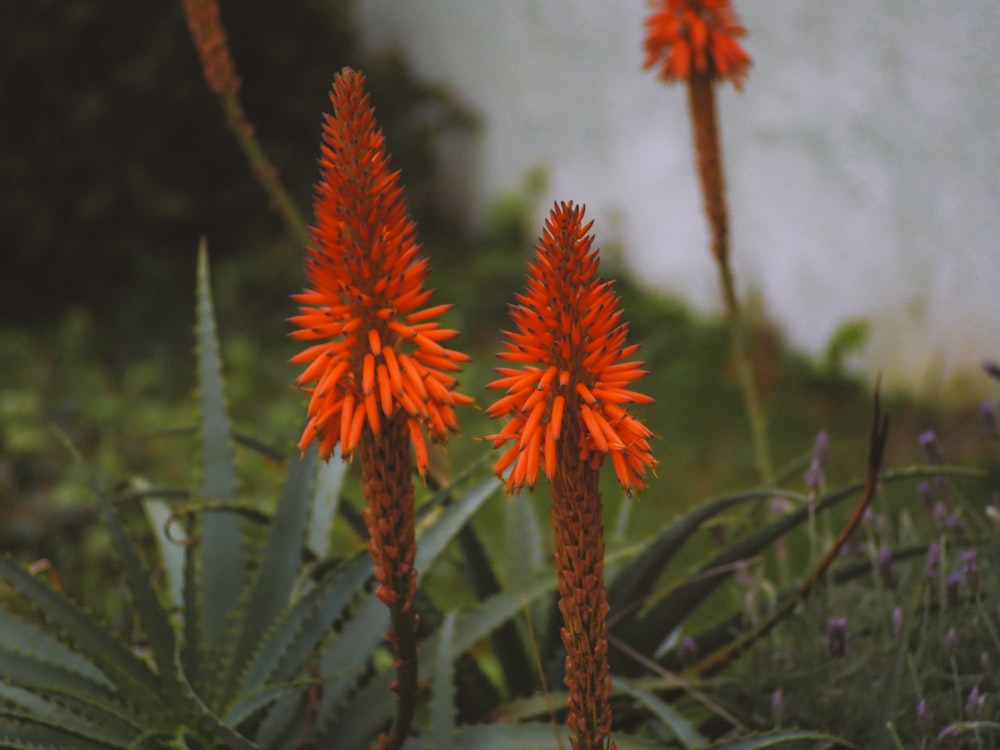 fiori rossi nell'obiettivo tilt shift