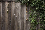 A fence designed for privacy with layered panels and climbing ivy.