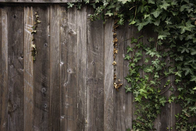 A fence designed for privacy with layered panels and climbing ivy.