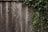 A wooden fence covered partially by green ivy leaves. The fence has a rustic, worn appearance with visible wood grain and knots. The ivy is lush and abundant on the right side, trailing up and along the fence.