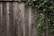 A wooden fence covered partially by green ivy leaves. The fence has a rustic, worn appearance with visible wood grain and knots. The ivy is lush and abundant on the right side, trailing up and along the fence.