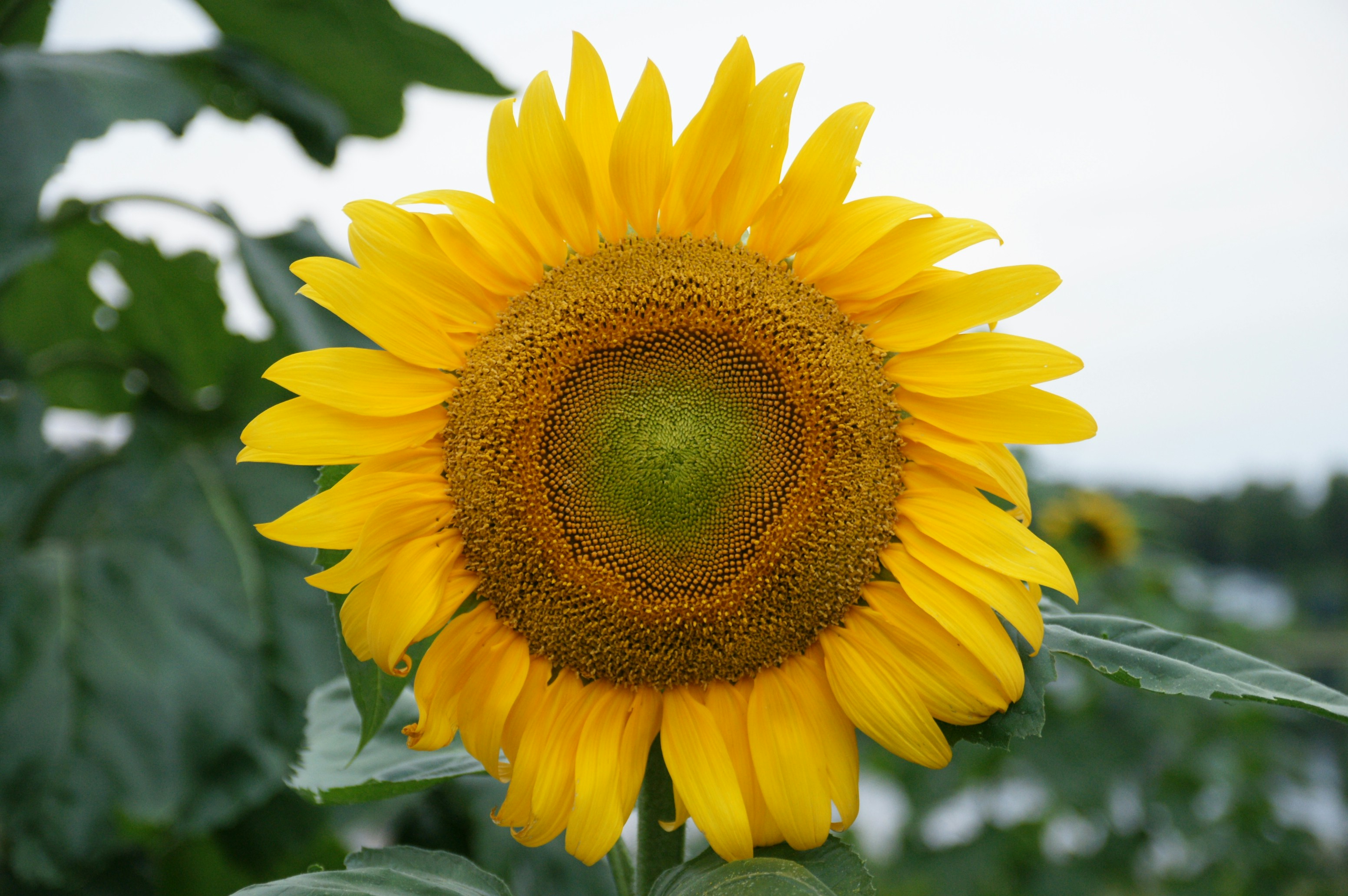 Photo by lchloe_frenchriver