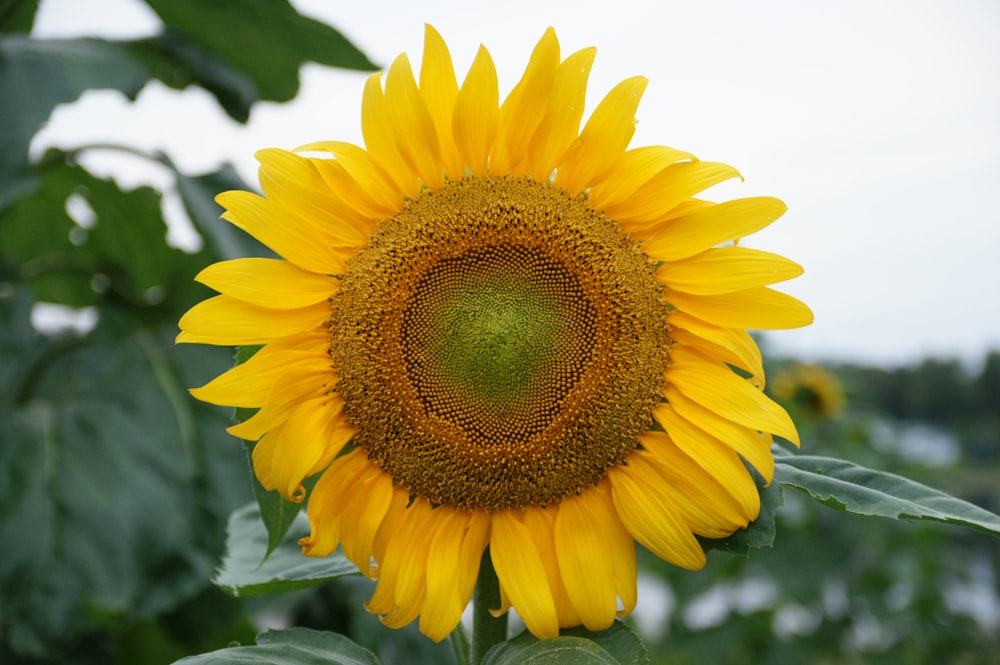 yellow sunflower in close up photography