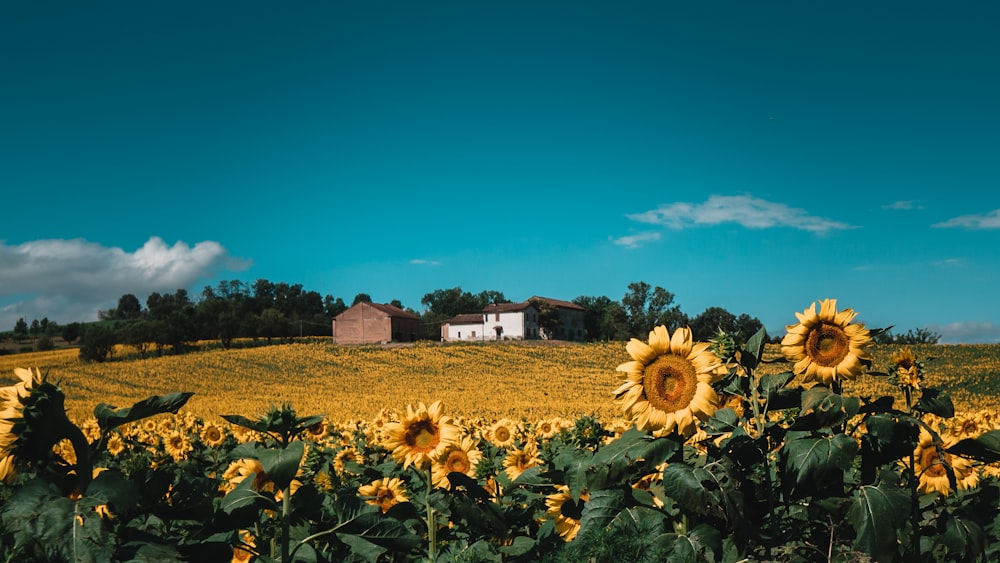 sunflower field under blue sky during daytime