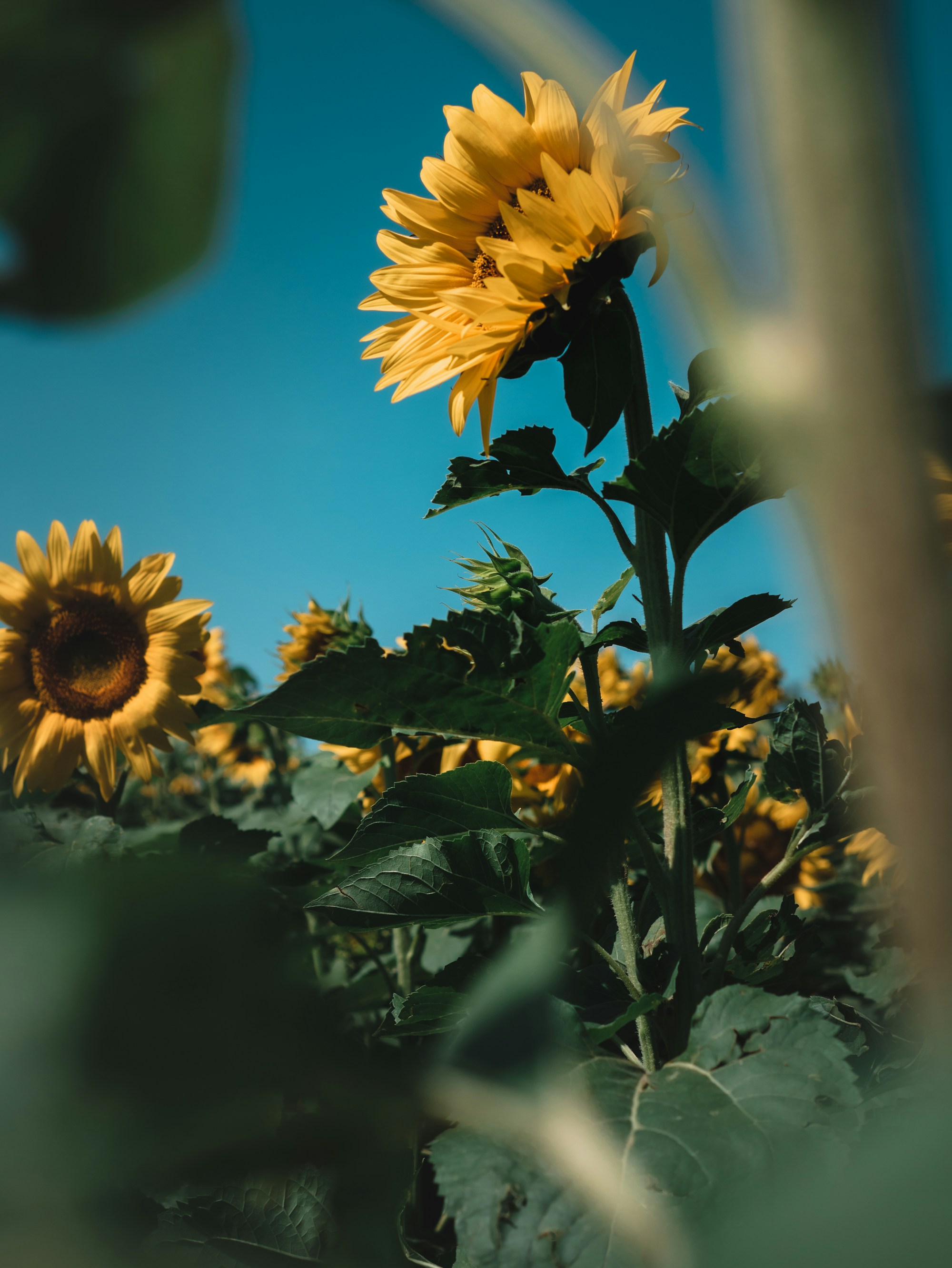 Best Times to Visit Tortona: Weather, Seasons, and Months Guide