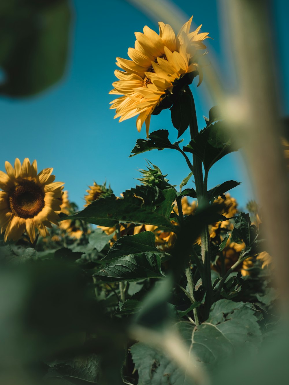 yellow sunflower in close up photography during daytime