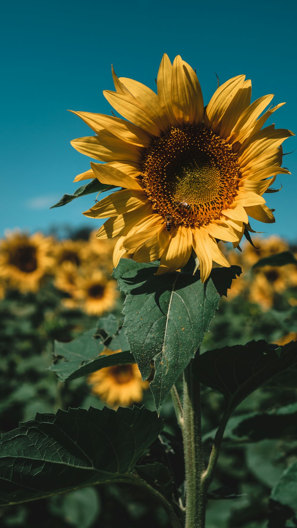 sunflower field under blue sky during daytime