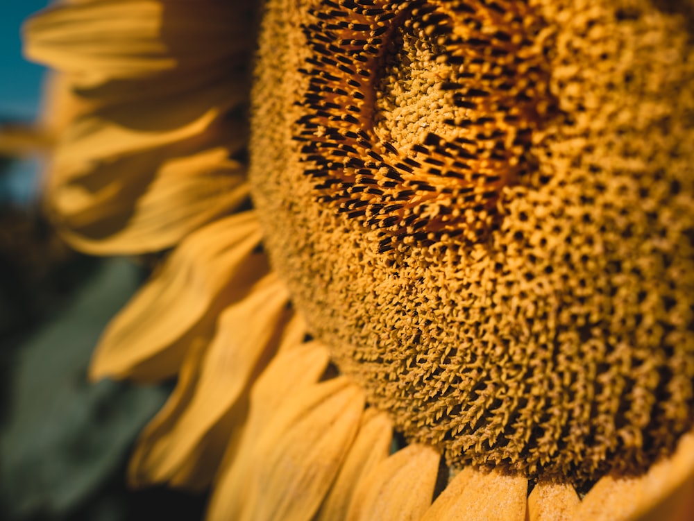 sunflower in close up photography