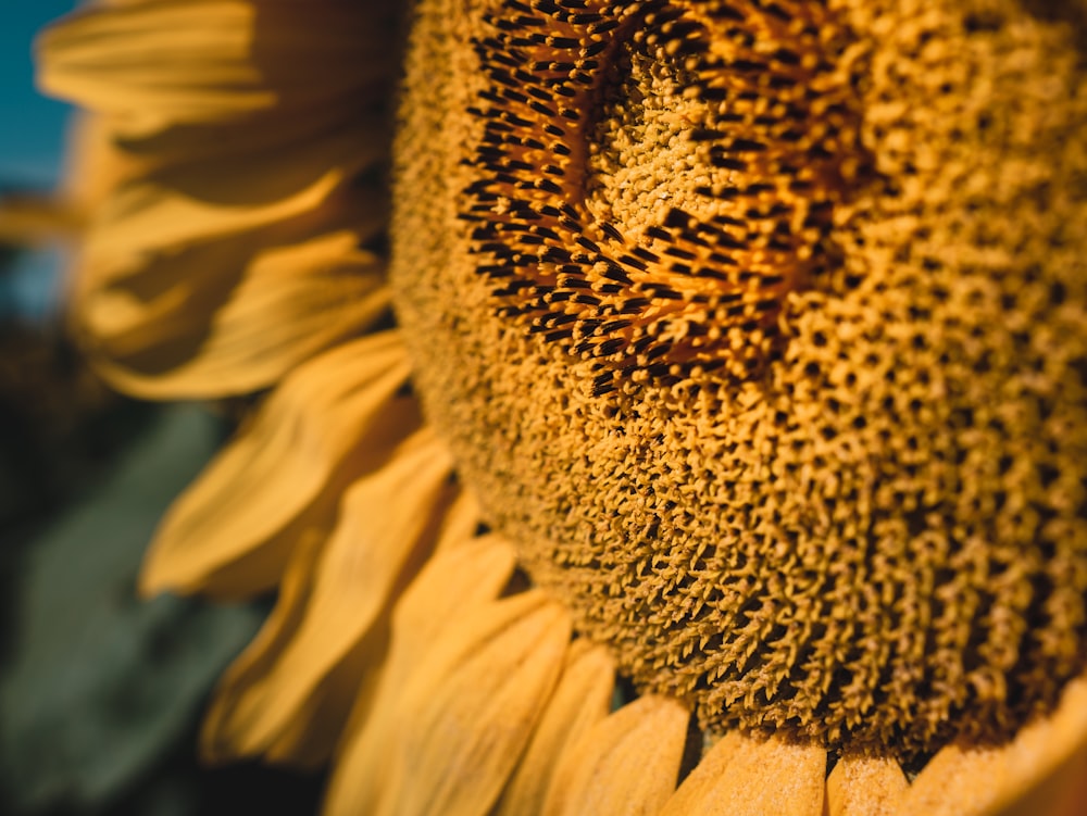 Sonnenblume in Nahaufnahme