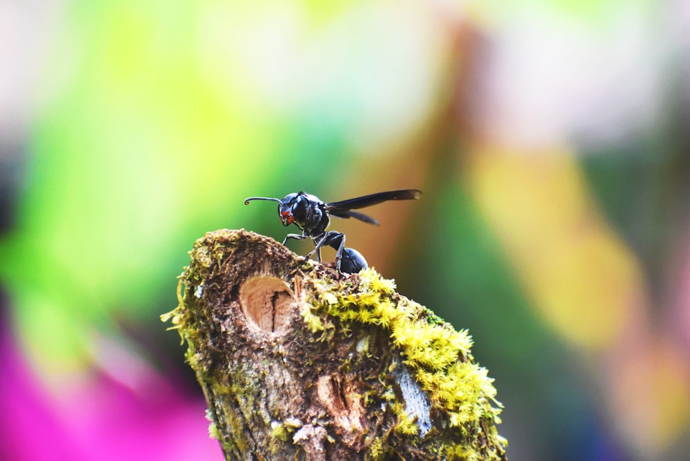 black fly perched on brown tree branch in tilt shift lens