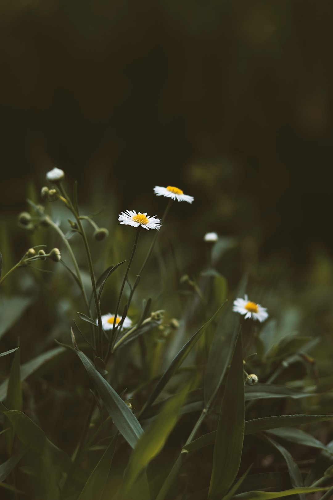 white daisy flowers in bloom during daytime